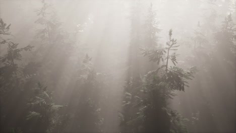 aerial-sunrays-in-forest-with-fog